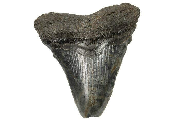 Serrated, Fossil Megalodon Tooth - Feeding Damaged Tip #168170
